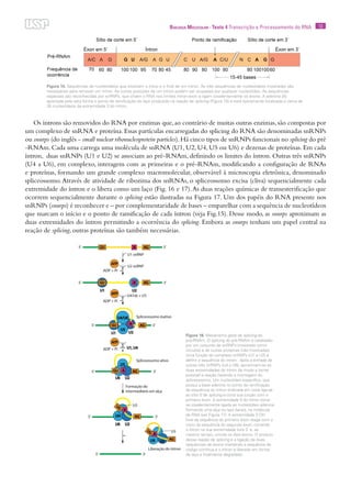 13Biologia Molecular · Texto 4 Transcrição e Processamento do RNA
Os íntrons são removidos do RNA por enzimas que, ao contrário de muitas outras enzimas, são compostas por
um complexo de snRNA e proteína.Essas partículas encarregadas do splicing do RNA são denominadas snRNPs
ou snurps (do inglês - small nuclear ribonucleoprotein particles).Há cinco tipos de snRNPs funcionais no splicing do pré
-RNAm. Cada uma carrega uma molécula de snRNA (U1, U2, U4, U5 ou U6) e dezenas de proteínas. Em cada
íntron, duas snRNPs (U1 e U2) se associam ao pré-RNAm, definindo os limites do íntron. Outras três snRNPs
(U4 a U6), em complexo, interagem com as primeiras e o pré-RNAm, modificando a configuração de RNAs
e proteínas, formando um grande complexo macromolecular, observável à microscopia eletrônica, denominado
spliceossomo.Através de atividade de ribozima dos snRNAs, o spliceossomo excisa (cliva) sequencialmente cada
extremidade do íntron e o libera como um laço (Fig. 16 e 17).As duas reações químicas de transesterificação que
ocorrem sequencialmente durante o splicing estão ilustradas na Figura 17. Um dos papéis do RNA presente nos
snRNPs (snurps) é reconhecer e – por complementaridade de bases – emparelhar com a sequência de nucleotídeos
que marcam o início e o ponto de ramificação de cada íntron (veja Fig.15). Desse modo, as snurps aproximam as
duas extremidades do íntron permitindo a ocorrência do splicing. Embora as snurps tenham um papel central na
reação de splicing, outras proteínas são também necessárias.
Figura 15. Sequências de nucleotídeos que sinalizam o início e o final de um íntron. As três sequências de nucleotídeos mostradas são
necessárias para remover um íntron. As outras posições de um íntron podem ser ocupadas por qualquer nucleotídeo. As sequências
especiais são reconhecidas por snRNPs, que clivam o RNA nos limites íntron-éxon e ligam covalentemente os éxons. A adenina (A)
apontada pela seta forma o ponto de ramificação do laço produzido na reação de splicing (Figura 15) e está tipicamente localizada a cerca de
30 nucleotídeos da extremidade 3´do íntron.
Figura 16. Mecanismo geral de splicing do
pré-RNAm. O splicing do pré-RNAm é catalisado
por um conjunto de snRNPs (mostrado como
círculos) e de outras proteínas (não mostradas).
Uma função do complexo snRNPs (U1 e U2) é
definir a sequência do íntron. Após a entrada de
outras três snRNPs (U4 a U6), aproximam-se as
duas extremidades do íntron de modo a tornar
possível a reação havendo a montagem do
spliceossomo. Um nucleotídeo específico, que
possui a base adenina no ponto de ramificação
da sequência do íntron (indicada em rosa) liga-se
ao sítio 5´de splicing e corta sua junção com o
primeiro éxon. A extremidade 5´do íntron torna-
se covalentemente ligada ao nucleotídeo adenina
formando uma alça ou laço (lariat), na molécula
de RNA (ver Figura 17). A extremidade 3´OH
livre da sequência do primeiro éxon reage com o
início da sequência do segundo éxon, cortando
o íntron na sua extremidade livre 3´ e, ao
mesmo tempo, unindo os dois éxons. O produto
dessa reação de splicing é a ligação de duas
sequências de éxons mantendo a sequência de
código contínua e o íntron é liberado em forma
de laço e finalmente degradado.
 