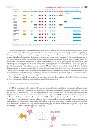 15Biologia Molecular · Texto 4 Transcrição e Processamento do RNA
Com o acúmulo de informações sobre os genomas sequenciados de diversas espécies de microrganismos,plantas
e animais (incluindo o homem), algumas revelações se mostraram intrigantes. Por exemplo, dada a complexidade
do organismo e do proteoma humano, esperava-se, há algumas décadas, que deveríamos ter cerca de 100.000
genes codificadores de proteínas. No entanto, estima-se que temos pouco mais que 21.000 genes desta categoria.
Foi muito intrigante avaliar que teríamos número semelhante de genes ao de algumas plantas, insetos ou vermes
nematoides.A descoberta fundamental, ocorrida no fim da década de 70, de que os genes dos eucarióticos eram
interrompidos, com sequências de éxons intercaladas com sequências dos introns, trouxe a explicação para essa
aparente discrepância. Hoje sabemos que um mesmo RNAm primário pode sofrer splicing de diversas maneiras
distintas. Apesar de termos somente 21.000 genes, são sintetizadas mais de 100.000 tipos de proteínas distintos.
Quanto mais se estuda o transcriptoma dos diversos organismos, observa-se que o splicing alternativo é um fenô-
meno muito mais frequente do que inicialmente previsto, caracterizando quase uma regra, e não uma exceção, na
expressão gênica dos organismos mais complexos.
Em conclusão, ao invés de ser um processo que parece acarretar desperdício, o splicing do RNA dos eucariotos
permite o aumento do já enorme potencial de código de seus genomas.
Os RNAm sofrem outras modificações
Os RNAs sintetizados pela polimerase II também são modificados em ambas as extremidades, ficando muito
diferentes dos transcritos produzidos pelas polimerases bacterianas. Essas modificações são realizadas por proteínas
que interagem com a cauda CTD da RNA polimerase II. Essas modificações serão utilizadas posteriormente, no
citoplasma, como sinais para a estabilidade da molécula e de que esses RNAs devem ser traduzidos em proteínas.
A extremidade 5’da molécula de RNA é“encapada”(do inglês capped) pela adição de um nucleotídeo contendo
G, metilado. O encapamento ocorre no início da transcrição, quando o transcrito ainda é pequeno com poucos
nucleotídeos de comprimento.Essa reação se dá pela ligação de uma molécula de 7-metilguanosina à extremidade
5’ do transcrito.A extremidade 5’ cap tem um importante papel nos passos iniciais da tradução do RNAm, além
de proteger o RNA nascente de degradação (Fig. 19).
Figura 18 Splicing alternativo do RNAm do gene da α-tropomiosina de rato. Diferentes padrões de recomposição ocorrem nos diferentes
tipos celulares. Os exons estão indicados por um número e uma letra (ex. 1a, 2a, etc.). Os sinais de poliadenilação estão representados pelas
letras A. As regiões pontilhadas são removidas pelo splicing.
Figura 19. Estrutura do cap na
extremidade 5’ de uma molécula
de RNAm de eucarionte.
 