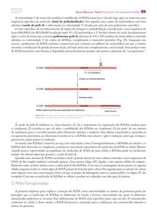 16Biologia Molecular · Texto 4 Transcrição e Processamento do RNA
A extremidade 3’do transcrito também é modificada.O RNA transcrito é clivado logo após ser transcrita uma
sequência específica da molécula (sinal de poliadenilação). Em seguida, uma cadeia de nucleotídeos com base
adenina (cauda de poli-A) é adicionada, na extremidade 3’ clivada, por ação de uma polimerase específica.
O sítio específico de reconhecimento da região de clivagem e poliadenilação corresponde a uma sequência de
bases AAUAAA (ou AUUAAA) localizada entre 10 e 30 nucleotídeos a 5’do sítio efetivo de corte.Imediatamente
após o corte do transcrito,a enzima polimerase poli-A adiciona de 100 a 200 resíduos de nucleotídeos contendo
adenina, na extremidade 3’ da cadeia de RNAm, completando o transcrito primário (Fig. 20). Enquanto isto
ocorre, a polimerase do RNA continua a transcrever por centenas ou milhares de nucleotídeos até que a enzima
encontre a sinalização de parada da transcrição,até hoje ainda não completamente caracterizada.Este pedaço extra
de RNA transcrito, sem função, é degradado, presumivelmente porque não possui a proteção do “encapamento”.
À cauda de poli-A atribuem-se várias funções: (1) ela é importante na exportação do RNAm maduro para
o citoplasma; (2) acredita-se que ela afete a estabilidade dos RNAm no citoplasma; (3) faz parte de um sistema
de sinalização para o reconhecimento pelo ribossomo durante a tradução. Esta última característica, associada ao
encapamento, permitiria ao ribossomo reconhecer se o RNAm está intacto e apto à tradução, antes que energia e
precursores sejam gastos na tradução.
A maioria dos RNAm é instável, ou seja, tem vida muito curta. Consequentemente, o RNAhn no núcleo e o
RNAm dele derivado,no citoplasma,constituem uma fração minoritária de moléculas de RNA na célula.Mesmo
estando pouco representado na população de moléculas de RNA de uma célula, o RNAm pode ser facilmente
isolado dos demais tipos por possuir a cauda de poli-A.
Quando uma amostra de RNA eucariótico total é passada através de uma coluna contendo curtas sequências de
DNA de fita simples sintético contendo apenas a base timina (oligo-dT), ligadas a um suporte sólido, há empare-
lhamento entre as bases timina com a cadeia poli A dos RNAm. Com isso, os mensageiros ficam presos ao suporte
sólido,enquanto todos os outros tipos de RNA passam livremente pela coluna.Em seguida,passa-se através da coluna
uma solução com uma concentração iônica tal que as pontes de hidrogênio entre as caudas poliA e os oligos-dT são
rompidas. Com isso as moléculas de RNAm se soltam e podem ser coletadas com alto grau de pureza.
O RNA Transportador
A primeira hipótese para explicar a atuação do RNA como intermediador na síntese de proteínas partia do
princípio que as moléculas de RNAm se dobrariam de modo a formar concavidades nas quais os diferentes
aminoácidos pudessem se encaixar. Esse dobramento do RNA seria específico para cada um dos 20 aminoácidos
existentes na célula e, desse modo, o RNA forneceria a instrução para a ordenação dos aminoácidos durante a
síntese de proteína.
Figura 20. Mecanismo de formação da cauda de poli-A pela clivagem do transcrito nascente seguida de
polidenilação por polimerase distinta (polimerase poli-A ).
 