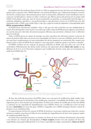 17Biologia Molecular · Texto 4 Transcrição e Processamento do RNA
Essa hipótese foi descartada por Francis Crick em 1956; seu argumento foi que não havia uma fundamentação
química para a interação entre o RNA dobrado e um aminoácido. Mesmo que o dobramento proposto ocorresse,
não haveria condições para a discriminação precisa entre os aminoácidos, sabidamente muito semelhantes entre si,
como por exemplo, glicina e alanina ou valina e isoleucina, que diferem apenas pela presença de um grupo metil
(CH3). Crick propôs, então, que antes de serem incorporados em proteínas, os aminoácidos deveriam ligar-se a
moléculas adaptadoras específicas, e essas poderiam ligar-se especificamente às bases de um RNA que teria sido
sintetizado tendo o DNA como molde. Hoje se sabe que o papel de molécula adaptadora é desempenhado pelos
RNAs transportadores (RNAt).
Os RNAt foram intensamente estudados e hoje se sabe que eles estão envolvidos em uma multiplicidade de
reações.Para desempenhar certas reações é necessário que todos os tipos de RNAt possuam algumas características
em comum mas, por outro lado, eles possuem pequenas diferenças que permitem a distinção entre os diferentes
tipos de moléculas.
Todos os RNAt devem ser capazes de interagir com sítios específicos dos ribossomos durante o processo de
síntese de proteína.Além disso, em uma de suas extremidades, eles devem se associar ao RNAm, através da intera-
ção entre bases complementares; na outra extremidade eles devem transportar um aminoácido. Para cumprir essas
funções, todos os tipos de RNAt devem obedecer a uma regra geral e uniforme quanto à sua forma e tamanho.
Os RNAt consistem de um conjunto de pequenas moléculas de RNA, cada uma delas com cerca de 80
nucleotídeos. Diferentemente dos demais ácidos nucléicos, eles apresentam diversas bases não usuais, ou seja,
diferentes de A, G, C ou U. Essas bases originam-se por modificações de bases usuais após sua incorporação na
molécula de RNAt (Fig. 21).
As bases das moléculas precursoras dos RNAt sofrem uma vasta gama de modificações, desde simples meti-
lações até restruturação do anel purínico.Tais modificações aumentam a versatilidade dos RNAt, o que é muito
importante para as várias funções que desempenham. O efeito mais evidente da modificação de bases dos RNAt
é a alteração em sua capacidade de emparelhamento com o RNAm. Nesse caso a modificação ocorre em bases
da trinca (anticódon), por meio das quais o RNAt se emparelha com o RNA mensageiro durante a síntese de
proteína, ou nas vizinhanças delas.
O sequenciamento de bases de centenas de RNAt de bactérias e eucariontes mostrou que todos têm a mesma
estrutura secundária, uma forma de folha de trevo mantida por emparelhamento de bases entre pequenas regiões
de complementaridade (Fig. 21).
Os quatro braços principais presentes na estrutura em forma de trevo receberam denominações relacionadas
à sua estrutura ou à função que desempenham. O braço aceptor termina com uma sequência de bases não
emparelhadas,cujos grupos hidroxila livres 2’ou 3’têm a capacidade de se ligar a aminoácidos;o braço ou alça T
Figura 21. Estrutura em forma de folha de trevo da molécula de RNAt no plano, à esquerda. Á direita, uma visão da conformação tridimen-
sional do RNAt determinada por difração de raios X. UH2
, mG e m2
G são bases nitrogenadas modificadas.
 