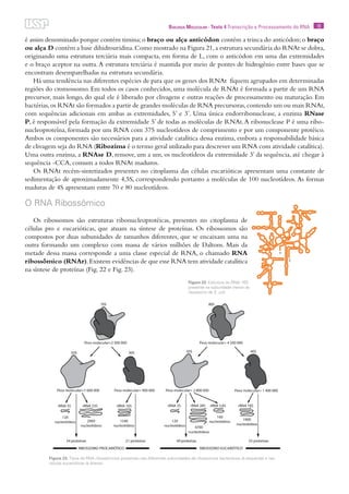 18Biologia Molecular · Texto 4 Transcrição e Processamento do RNA
é assim denominado porque contém timina;o braço ou alça anticódon contém a trinca do anticódon;o braço
ou alça D contém a base dihidrouridina.Como mostrado na Figura 21,a estrutura secundária do RNAt se dobra,
originando uma estrutura terciária mais compacta, em forma de L, com o anticódon em uma das extremidades
e o braço aceptor na outra.A estrutura terciária é mantida por meio de pontes de hidrogênio entre bases que se
encontram desemparelhadas na estrutura secundária.
Há uma tendência nas diferentes espécies de para que os genes dos RNAt fiquem agrupados em determinadas
regiões do cromossomo. Em todos os casos conhecidos, uma molécula de RNAt é formada a partir de um RNA
precursor, mais longo, do qual ele é liberado por clivagens e outras reações de processamento ou maturação. Em
bactérias,os RNAt são formados a partir de grandes moléculas de RNA precursoras,contendo um ou mais RNAt,
com sequências adicionais em ambas as extremidades, 5’ e 3’. Uma única endorribonuclease, a enzima RNase
P, é responsável pela formação da extremidade 5’ de todas as moléculas de RNAt.A ribonuclease P é uma ribo-
nucleoproteína, formada por um RNA com 375 nucleotídeos de comprimento e por um componente protéico.
Ambos os componentes são necessários para a atividade catalítica dessa enzima, embora a responsabilidade básica
de clivagem seja do RNA (Ribozima é o termo geral utilizado para descrever um RNA com atividade catalítica).
Uma outra enzima, a RNAse D, remove, um a um, os nucleotídeos da extremidade 3’ da sequência, até chegar à
sequência -CCA, comum a todos RNAt maduros.
Os RNAt recém-sintetizados presentes no citoplasma das células eucarióticas apresentam uma constante de
sedimentação de aproximadamente 4,5S, correspondendo portanto a moléculas de 100 nucleotídeos. As formas
maduras de 4S apresentam entre 70 e 80 nucleotídeos.
O RNA Ribossômico
Os ribossomos são estruturas ribonucleoprotéicas, presentes no citoplasma de
células pro e eucarióticas, que atuam na síntese de proteínas. Os ribossomos são
compostos por duas subunidades de tamanhos diferentes, que se encaixam uma na
outra formando um complexo com massa de vários milhões de Daltons. Mais da
metade dessa massa corresponde a uma classe especial de RNA, o chamado RNA
ribossômico (RNAr).Existem evidências de que esse RNA tem atividade catalítica
na síntese de proteínas (Fig. 22 e Fig. 23).
Figura 22. Estrutura do RNAr 16S
presente na subunidade menor do
ribossomo de E. coli.
Figura 23. Tipos de RNA ribossômicos presentes nas diferentes subunidades de ribossomos bacterianos (à esquerda) e nas
células eucarióticas (à direita).
 