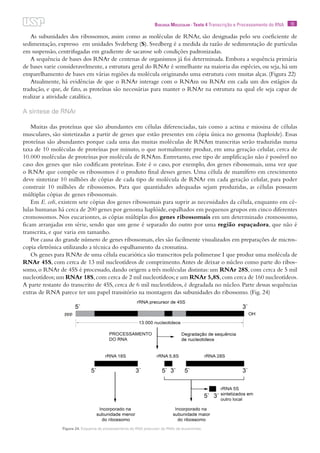 19Biologia Molecular · Texto 4 Transcrição e Processamento do RNA
As subunidades dos ribossomos, assim como as moléculas de RNAr, são designadas pelo seu coeficiente de
sedimentação, expresso em unidades Svdeberg (S). Svedberg é a medida da razão de sedimentação de partículas
em suspensão, centrifugadas em gradiente de sacarose sob condições padronizadas.
A sequência de bases dos RNAr de centenas de organismos já foi determinada. Embora a sequência primária
de bases varie consideravelmente, a estrutura geral do RNAr é semelhante na maioria das espécies, ou seja, há um
emparelhamento de bases em várias regiões da molécula originando uma estrutura com muitas alças. (Figura 22)
Atualmente, há evidências de que o RNAr interage com o RNAm ou RNAt em cada um dos estágios da
tradução, e que, de fato, as proteínas são necessárias para manter o RNAr na estrutura na qual ele seja capaz de
realizar a atividade catalítica.
A síntese de RNAr
Muitas das proteínas que são abundantes em células diferenciadas, tais como a actina e miosina de células
musculares, são sintetizadas a partir de genes que estão presentes em cópia única no genoma (haploide). Essas
proteínas são abundantes porque cada uma das muitas moléculas de RNAm transcritas serão traduzidas numa
taxa de 10 moléculas de proteínas por minuto, o que normalmente produz, em uma geração celular, cerca de
10.000 moléculas de proteínas por molécula de RNAm. Entretanto, esse tipo de amplificação não é possível no
caso dos genes que não codificam proteínas. Este é o caso, por exemplo, dos genes ribossomais, uma vez que
o RNAr que compõe os ribossomos é o produto final desses genes. Uma célula de mamífero em crescimento
deve sintetizar 10 milhões de cópias de cada tipo de molécula de RNAr em cada geração celular, para poder
construir 10 milhões de ribossomos. Para que quantidades adequadas sejam produzidas, as células possuem
múltiplas cópias de genes ribossomais.
Em E. coli, existem sete cópias dos genes ribossomais para suprir as necessidades da célula, enquanto em cé-
lulas humanas há cerca de 200 genes por genoma haplóide, espalhados em pequenos grupos em cinco diferentes
cromossomos. Nos eucariontes, as cópias múltiplas dos genes ribossomais em um determinado cromossomo,
ficam arranjadas em série, sendo que um gene é separado do outro por uma região espaçadora, que não é
transcrita, e que varia em tamanho.
Por causa do grande número de genes ribossomais, eles são facilmente visualizados em preparações de micros-
copia eletrônica utilizando a técnica do espalhamento da cromatina.
Os genes para RNAr de uma célula eucariótica são transcritos pela polimerase I que produz uma molécula de
RNAr 45S, com cerca de 13 mil nucleotídeos de comprimento.Antes de deixar o núcleo como parte do ribos-
somo, o RNAr de 45S é processado, dando origem a três moléculas distintas: um RNAr 28S, com cerca de 5 mil
nucleotídeos;um RNAr 18S,com cerca de 2 mil nucleotídeos;e um RNAr 5,8S,com cerca de 160 nucleotídeos.
A parte restante do transcrito de 45S, cerca de 6 mil nucleotídeos, é degradada no núcleo. Parte dessas sequências
extras de RNA parece ter um papel transitório na montagem das subunidades do ribossomo. (Fig. 24)
Figura 24. Esquema do processamento do RNA precursor do RNAr de eucariontes.
 
