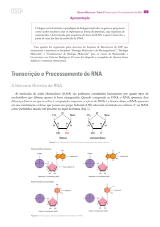 2Biologia Molecular · Texto 4 Transcrição e Processamento do RNA
Apresentação
Essa apostila for organizada pelos docentes do Instituto de Biociências da USP que
ministraram e ministram as disciplinas “Biologia Molecular e de Microrganismos”,“Biologia
Molecular” e “Fundamentos de Biologia Molecular” para os cursos de Bacharelado e
Licenciatura em Ciências Biológicas. O texto foi adaptado e compilado de diversos livros
didáticos e materiais instrucionais.
Transcrição e Processamento do RNA
A Natureza Química do RNA
As moléculas de ácido ribonucleico (RNA) são polímeros constituídos basicamente por quatro tipos de
nucleotídeos que diferem quanto às bases nitrogenadas. Quando comparado ao DNA, o RNA apresenta duas
diferenças básicas no que se refere à composição: enquanto o açúcar do DNA é a desoxirribose, o RNA apresenta
em sua constituição a ribose, que possui um grupo hidroxila (OH) adicional, localizado no carbono 2’; no RNA,
a base pirimídica uracila está presente no lugar da timina (Fig. 1).
O dogma central sintetiza o paradigma da biologia molecular:os genes se perpetuam
como ácidos nucleicos, mas se expressam na forma de proteínas, cuja sequência de
aminoácidos é determinada pela sequência de bases do RNA, o qual é transcrito a
partir de uma das fitas da molécula de DNA
Figura 1. (a) Fórmula estrutural da ribose comparada à da desoxirribose,
Figura 1. (b) Os quatro ribobucleotídeos encontrados no RNA.
 