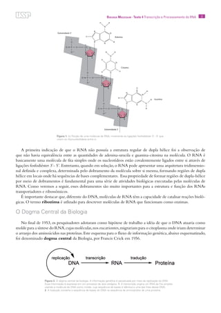 3Biologia Molecular · Texto 4 Transcrição e Processamento do RNA
A primeira indicação de que o RNA não possuía a estrutura regular de dupla hélice foi a observação de
que não havia equivalência entre as quantidades de adenina-uracila e guanina-citosina na molécula. O RNA é
basicamente uma molécula de fita simples onde os nucleotídeos estão covalentemente ligados entre si através de
ligações fosfodiéster 3’- 5’. Entretanto, quando em solução, o RNA pode apresentar uma arquitetura tridimensio-
nal definida e complexa, determinada pelo dobramento da molécula sobre si mesma, formando regiões de dupla
hélice em locais onde há sequências de bases complementares. Essa propriedade de formar regiões de dupla-hélice
por meio de dobramentos é fundamental para uma série de atividades biológicas executadas pelas moléculas de
RNA. Como veremos a seguir, esses dobramentos são muito importantes para a estrutura e função dos RNAs
transportadores e ribossômicos.
É importante destacar que, diferente do DNA, moléculas de RNA têm a capacidade de catalisar reações bioló-
gicas. O termo ribozima é utlizado para descrever moléculas de RNA que funcionam como enzimas.
O Dogma Central da Biologia
No final de 1953, os pesquisadores adotaram como hipótese de trabalho a idéia de que o DNA atuaria como
molde para a síntese do RNA,cujas moléculas,nos eucariontes,migrariam para o citoplasma onde iriam determinar
o arranjo dos aminoácidos nas proteínas.Este esquema para o fluxo de informação genética,abaixo esquematizado,
foi denominado dogma central da Biologia, por Francis Crick em 1956.
Figura 1. (c) Porção de uma molécula de RNA, mostrando as ligações fosfodiéster 3’ - 5’ que
unem os ribonucleotídeos entre si.
Figura 2. O dogma central da biologia. A informação genética é perpetuada por meio da replicação do DNA.
Essa informação é expressa em um processo de dois estágios: 1. A transcrição origina um RNA de fita simples
usando a molécula de DNA como molde, cuja sequência de bases é idêntica a uma das fitas desse DNA;
2. A tradução converte a sequência de bases do DNA na sequência de aminoácidos de uma proteína.
 