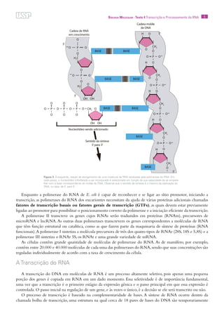 5Biologia Molecular · Texto 4 Transcrição e Processamento do RNA
Enquanto a polimerase do RNA de E. coli é capaz de reconhecer e se ligar ao sítio promotor, iniciando a
transcrição, as polimerases do RNA dos eucariontes necessitam da ajuda de várias proteínas adicionais chamadas
fatores de transcrição basais ou fatores gerais de transcrição (GTFs), as quais devem estar previamente
ligadas ao promotor para possibilitar o posicionamento correto da polimerase e a iniciação eficiente da transcrição.
A polimerase II transcreve os genes cujos RNAs serão traduzidos em proteínas (RNAm), precursores de
microRNA e lncRNA.As outras duas polimerases transcrevem os genes correspondentes a moléculas de RNA
que têm função estrutural ou catalítica, como as que fazem parte da maquinaria de síntese de proteínas (RNA
funcionais).A polimerase I sintetiza a molécula precursora de três dos quatro tipos de RNAr (28S, 18S e 5,8S) e a
polimerase III sintetiza o RNAr 5S, os RNAt e uma grande variedade de snRNA.
As células contêm grande quantidade de moléculas de polimerase do RNA. As de mamífero, por exemplo,
contêm entre 20.000 e 40.000 moléculas de cada uma das polimerases do RNA,sendo que suas concentrações são
reguladas individualmente de acordo com a taxa de crescimento da célula.
A Transcrição do RNA
A transcrição do DNA em moléculas de RNA é um processo altamente seletivo, pois apenas uma pequena
porção dos genes é copiada em RNA em um dado momento. Essa seletividade é de importância fundamental,
uma vez que a transcrição é o primeiro estágio da expressão gênica e o passo principal em que essa expressão é
controlada. O passo inicial na regulação de um gene, e às vezes o único, é a decisão se ele será transcrito ou não.
O processo de transcrição é baseado na complementaridade de bases. A síntese de RNA ocorre dentro da
chamada bolha de transcrição, uma estrutura na qual cerca de 18 pares de bases do DNA são temporariamente
Figura 3. À esquerda, reação de alongamento de uma molécula de RNA catalisada pela polimerase do RNA. Em
cada passo, o nucleotídeo trifosfatado a ser incorporado é selecionado em função de sua capacidade de se empare-
lhar com a base correspondente do molde de DNA. Observe que o sentido da síntese é o mesmo da replicação do
DNA, ou seja, de 5´ para 3´.
 