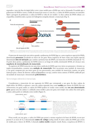 6Biologia Molecular · Texto 4 Transcrição e Processamento do RNA
separados e uma das fitas da dupla hélice serve como molde para o RNA que está se formando. À medida que a
polimerase do RNA se move, a bolha de transcrição move-se com ela, e a cadeia de RNA aumenta em tamanho.
Após a passagem da polimerase, a cadeia de RNA se solta de seu molde e as duas cadeias do DNA voltam a se
emparelhar, restabelecendo as pontes de hidrogênio rompidas durante a transcrição (Fig. 4).
O processo de transcrição tem início quando a polimerase do RNA liga-se a uma sequência especial de DNA,
denominada promotor, localizada no início de um gene. Nessa sequência de bases existe uma região especial,
denominada sítio de iniciação,que contém a primeira base do DNA a ser transcrita em RNA (chamada de +1).
A partir desse ponto, a polimerase do RNA move-se ao longo do molde, sintetizando RNA, até alcançar uma
sequência de terminalização da transcrição.
A sequência de DNA transcrita em uma única molécula de RNA, que teve início no promotor e término na
região terminalizadora, constitui uma unidade de transcrição. Nos eucariontes uma unidade de transcrição
é, em geral, composta por um único gene. Já nos procariontes, uma unidade de transcrição contém, em geral,
instrução para a síntese de diversas cadeias polipeptídicas, ou seja, contém vários cistrons. O RNA codificado por
tal unidade de transcrição é denominado policistrônico.
Terminologia referente à transcrição
Consideremos a transcrição de um segmento de DNA que corresponde a um gene. As duas cadeias da
dupla-hélice do DNA se separam e uma das cadeias separadas atua como molde para síntese do RNA. Em um
cromossomo, em geral, ambas as cadeias do DNA podem ser usadas como molde, mas em um determinado
gene, apenas uma das cadeias é a utilizada como molde e, para esse gene, será sempre essa cadeia. Em outro gene,
a outra cadeia pode ser utilizada como molde (Figura 5).
Desse modo, em um gene, a cadeia do DNA que possui a mesma sequência de bases do RNA, exceto por
possuir T ao invés de U, é denominada cadeia de código (coding strand).A outra cadeia do DNA, que serviu
de molde para a síntese do RNA, é chamada cadeia molde (template strand).Assim, a sequência do RNA é a
Figura 4. Em (a), a representação esquemática da organização do DNA na bolha de transcrição, onde uma das cadeias (cadeia molde) serve de molde para
a transcrição da molécula de RNA. Em (b), a representação do processo de transcrição do DNA, à medida que a polimerase se desloca sobre o DNA.
Figura 5. São apresentadas duas cadeias de DNA
complementares e ilustrados três genes. Para cada
gene, apenas uma das cadeias do DNA é usada
como molde para a transcrição, mas essa cadeia
pode variar entre genes. O sentido da transcrição
será sempre o mesmo para qualquer gene e
começa sempre na extremidade 3`da cadeia molde
(5´ do RNA recém-transcrito) e termina na ponta
5`do DNA molde (3` do RNA recém-transcrito).
Assim, a cadeia de RNA cresce sempre do sentido
5´ para o 3.
a) b)
 