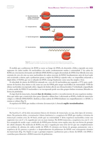 9Biologia Molecular · Texto 4 Transcrição e Processamento do RNA
À medida que a polimerase do RNA se move ao longo do DNA, ela desenrola a hélice, expondo um novo
segmento da cadeia molde. Os nucleotídeos vão sendo covalentemente unidos à extremidade 3’ da cadeia de
RNA em crescimento,formando um híbrido DNA/RNA na região desenrolada do DNA.Esse híbrido tem uma
extensão de cerca de oito ou nove nucleotídeos da cadeia crescente de RNA. Imediatamente atrás do local onde
está ocorrendo a síntese, após a polimerase passar, a região do DNA já copiada volta a se emparelhar, refazendo a
dupla hélice. O RNA, que vai se soltando do DNA, emerge finalmente como uma fita simples e livre.
A velocidade de síntese do RNA foi estimada em cerca de 40 nucleotídeos por segundo a 37°C, para a poli-
merase de bactéria. Essa síntese se dá, como no caso do DNA, pelo ataque nucleofílico da extremidade 3’OH do
último nucleotídeo incorporado sobre a ligação do fosfato alfa de um ribonucleotídeo 5’trifosfatado emparelhado
à cadeia molde de DNA. O nucleotídeo a ser incorporado perde seus dois grupos fosfatos terminais, liberados na
forma de pirofosfato.
A etapa final da transcrição, chamada fase de término, envolve o reconhecimento de uma sequência sinaliza-
dora, que indica que a transcrição deve parar. Quando a última base é adicionada ao RNA, a bolha de transcrição
colapsa e o híbrido DNA/RNA é desfeito, as duas cadeias do DNA finalizam seu emparelhamento e o RNA e a
enzima se soltam (Fig. 9).
A sequência de DNA que sinaliza o término da transcrição é chamada região terminalizadora.
O término da transcrição
Na bactéria E. coli há dois mecanismos básicos de término de transcrição, ou seja, dois tipos de termina-
dores. No primeiro deles, a terminação é direta (intrínsica) e a sequência de DNA que sinaliza o término da
transcrição contém cerca de 40 bases, sendo que na extremidade 3’ desta sequência nucleotídica existe um
segmento rico em C e G, seguido por seis ou mais timinas. No RNA transcrito, a sequência rica em C e G
fica arranjada de modo a que a molécula de RNA possa formar, nessa região, uma alça em forma de grampo
de cabelo (hairpin). Na molécula de RNA, essa alça é seguida por uma série de Us que são complementares
aos resíduos de adenina da cadeia molde de DNA. A estrutura em forma de grampo, juntamente com a
sequência de Us, provoca a parada e o desprendimento da polimerase do RNA com consequente término
da transcrição (Fig. 10). Supõe-se que o grampo empurre a polimerase para a frente do RNA e do DNA e
contribua para dissociar o RNA transcrito da polimerase.
Figura 9. As quatro etapas (A - D) em que o processo de transcrição costuma ser dividido
estão indicadas e envolvem diferentes tipos de interação entre o DNA e a polimerase do RNA.
 