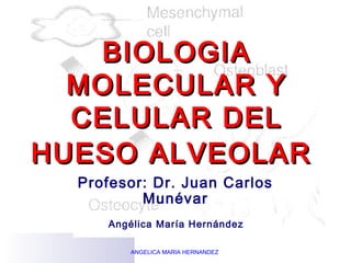 BIOLOGIA
  MOLECULAR Y
  CELULAR DEL
HUESO ALVEOLAR
  Profesor: Dr. Juan Carlos
          Munévar
     Angélica María Hernández

        ANGELICA MARIA HERNANDEZ
 