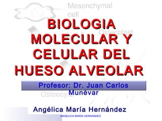 BIOLOGIA
  MOLECULAR Y
  CELULAR DEL
HUESO ALVEOLAR
   Profesor: Dr. Juan Carlos
           Munévar

  Angélica María Hernández
         ANGELICA MARIA HERNANDEZ
 