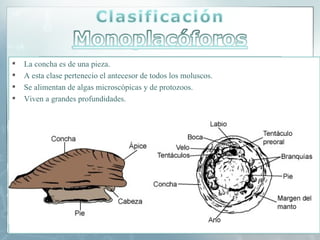    La concha es de una pieza.
   A esta clase pertenecio el antecesor de todos los moluscos.
   Se alimentan de algas microscópicas y de protozoos.
   Viven a grandes profundidades.
 