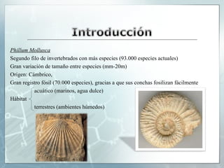 Phillum Mollusca
Segundo filo de invertebrados con más especies (93.000 especies actuales)
Gran variación de tamaño entre especies (mm-20m)
Origen: Cámbrico,
Gran registro fósil (70.000 especies), gracias a que sus conchas fosilizan fácilmente
          acuático (marinos, agua dulce)
Hábitat
          terrestres (ambientes húmedos)
 