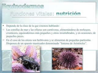  Depende de la clase de la que estemos hablando:
o Las estrellas de mar y las ofiuras son carnívoras, alimentándose de moluscos,
  crustáceos, equinodermos más pequeños y otros invertebrados, y en ocasiones, de
  pequeños peces.
o En el caso de los erizos son herbívoros y se alimentan de pequeñas partículas.
  Disponen de un aparato masticador denominado ”linterna de Aristóteles”.
 
