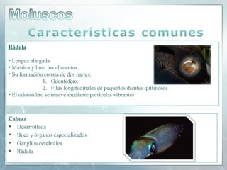 Rádula

• Lengua alargada
• Mastica y lima los alimentos.
• Su formación consta de dos partes:
               1. Odontófero.
               2. Filas longitudinales de pequeños dientes quitinosos
• El odontófero se mueve mediante partículas vibrantes



Cabeza
 Desarrollada
 Boca y órganos especializados
 Ganglios cerebrales
 Rádula
 