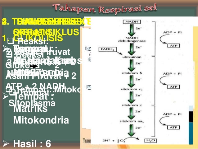 BIOLOGI KELAS XII SEMESTER I BAB II ENZIM DAN