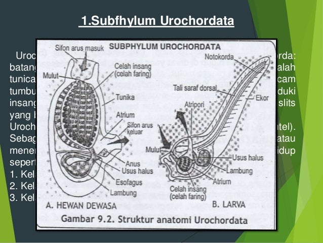  filum chordata 