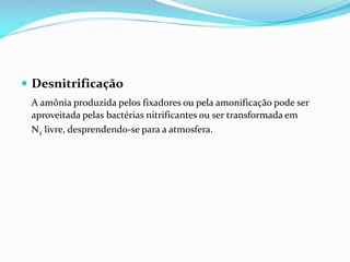  Desnitrificação
A amônia produzida pelos fixadores ou pela amonificação pode ser
aproveitada pelas bactérias nitrificantes ou ser transformada em
N2 livre, desprendendo-se para a atmosfera.

 