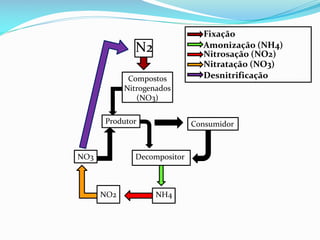 N2
Compostos
Nitrogenados
(NO3)
Produtor

NO3

Consumidor

Decompositor

NO2

Fixação
Amonização (NH4)
Nitrosação (NO2)
Nitratação (NO3)
Desnitrificação

NH4

 