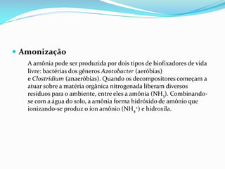 Amonização
A amônia pode ser produzida por dois tipos de biofixadores de vida
livre: bactérias dos gêneros Azotobacter (aeróbias)
e Clostridium (anaeróbias). Quando os decompositores começam a
atuar sobre a matéria orgânica nitrogenada liberam diversos
resíduos para o ambiente, entre eles a amônia (NH3). Combinandose com a água do solo, a amônia forma hidróxido de amônio que
ionizando-se produz o íon amônio (NH4+) e hidroxila.

 