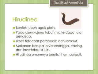 Hirudinea
 Bentuk tubuh agak pipih.
 Pada ujung-ujung tubuhnya terdapat alat
pengisap.
 Tidak terdapat parapodia dan rambut.
 Makanan berupa larva serangga, cacing,
dan invertebrata lain.
 Hirudinea umumnya bersifat hermaprodit.
Klasifikasi Annelida
 