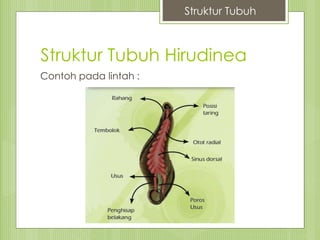 Struktur Tubuh Hirudinea
Contoh pada lintah :
Struktur Tubuh
 