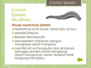 Hirudo medicinalis (Iintah)
 Habitatnya di air tawar, darat dan air laut.
 Memiliki klitelum.
 Bersifat Hermaprodit.
 Memperoleh makanan dengan
menghisap darah inangnya.
 memiliki zat anti koagulan dari air liurnya,
sehingga sewaktu lintah menghisap
darah mangsanya, darah tersebut tidak
langsung membeku.
Contoh
Spesies
Hirudinea :
Contoh Spesies
 