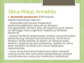 Siklus Hidup Annelida
1. Myrianida pachycera (Polichaeta)
Melalui reproduksi seksual :
- Myrianida pachycera melakukan
perkembangbiakan seksualnya dengan
mengeluarkan sel telur atau sel spermanya di dalam
air sehingga memungkinkan terjadinya fertilisasi
eksternal.
- Setelah fertilisasi terbentuklah embrio yang kemudian
berkembang menjadi larva(trokofora), larva-larva
tersebut tetap berada di dalam air sampai waktu
tertentu tergantung dari spesiesnya, setelah itu larva
akan berdiam di dasar laut untuk melakukan
metamorfosis.
- Larva yang bermetamorfosis kemudian menjadi
cacing muda dan kemudian berkembang menjadi
cacing dewasa yang siap melakukan reproduksi.
 