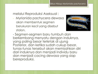 melalui Reproduksi Aseksual :
- Myrianida pachycera dewasa
akan membentuk segmen
berukuran kecil yang disebut
stolon.
- Segmen-segmen baru tumbuh dan
berkembang menyatu dengan induknya,
yang paling besar terletak di ujung
Posterior, dan ketika sudah cukup besar,
tunas-tunas tersebut akan memisahkan diri
dari induknya dan menjadi individu baru
dan menjadi cacing dewasa yang siap
bereproduksi.
stolon
induk
Siklus Hidup Myrianida pachycera
 