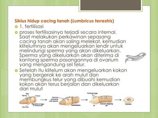 Siklus hidup cacing tanah (Lumbricus terrestris)
 1. fertilisasi
 proses fertilisasinya terjadi secara internal.
Saat melakukan perkawinan sepasang
cacing tanah akan saling melekat, kemudian
klitelumnya akan mengeluarkan lendir untuk
melindungi sperma yang akan dikeluarkan.
Sperma yang dikeluarkan akan diterima di
kantong sperma pasangannya di ovarium
yang mengandung sel telur.
 Setelah itu klitelum akan mengeluarkan kokon
yang bergerak ke arah mulut dan
membungkus telur yang dibuahi kemudian
kokon akan terus berjalan dan dikeluarkan
dari mulut
 