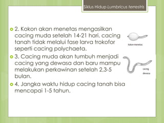  2. Kokon akan menetas mengasilkan
cacing muda setelah 14-21 hari. cacing
tanah tidak melalui fase larva trokofor
seperti cacing polychaeta.
 3. Cacing muda akan tumbuh menjadi
cacing yang dewasa dan baru mampu
melakukan perkawinan setelah 2,3-5
bulan.
 4. Jangka waktu hidup cacing tanah bisa
mencapai 1-5 tahun.
Siklus Hidup Lumbricus terrestris
 