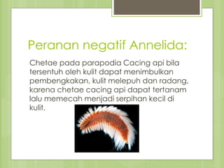 Peranan negatif Annelida:
Chetae pada parapodia Cacing api bila
tersentuh oleh kulit dapat menimbulkan
pembengkakan, kulit melepuh dan radang,
karena chetae cacing api dapat tertanam
lalu memecah menjadi serpihan kecil di
kulit.
 