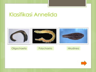 Klasifikasi Annelida
HirudineaPolychaetaOligochaeta
 