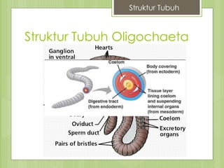 Struktur Tubuh Oligochaeta
Struktur Tubuh
 