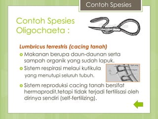 Contoh Spesies
Oligochaeta :
Lumbricus terrestris (cacing tanah)
 Makanan berupa daun-daunan serta
sampah organik yang sudah lapuk.
 Sistem respirasi melaui kutikula
yang menutupi seluruh tubuh.
 Sistem reproduksi cacing tanah bersifat
hermaprodit,tetapi tidak terjadi fertilisasi oleh
dirinya sendiri (self-fertilizing).
Contoh Spesies
 