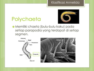 Polychaeta
 Memiliki chaeta (bulu-bulu kaku) pada
setiap parapodia yang terdapat di setiap
segmen.
Klasifikasi Annelida
 