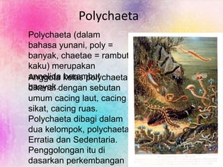 Polychaeta
Polychaeta (dalam
bahasa yunani, poly =
banyak, chaetae = rambut
kaku) merupakan
annelida berambut
banyak.
Anggota kelas polychaeta
dikenal dengan sebutan
umum cacing laut, cacing
sikat, cacing ruas.
Polychaeta dibagi dalam
dua kelompok, polychaeta
Erratia dan Sedentaria.
Penggolongan itu di
dasarkan perkembangan
 