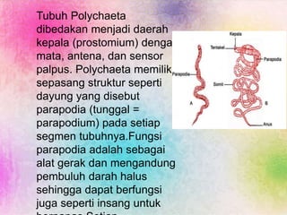 Tubuh Polychaeta
dibedakan menjadi daerah
kepala (prostomium) dengan
mata, antena, dan sensor
palpus. Polychaeta memiliki
sepasang struktur seperti
dayung yang disebut
parapodia (tunggal =
parapodium) pada setiap
segmen tubuhnya.Fungsi
parapodia adalah sebagai
alat gerak dan mengandung
pembuluh darah halus
sehingga dapat berfungsi
juga seperti insang untuk
 