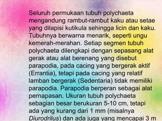 Seluruh permukaan tubuh polychaeta
mengandung rambut-rambut kaku atau setae
yang dilapisi kutikula sehingga licin dan kaku.
Tubuhnya berwarna menarik, seperti ungu
kemerah-merahan. Setiap segmen tubuh
polychaeta dilengkapi dengan sepasang alat
gerak atau alat berenang yang disebut
parapodia, pada cacing yang bergerak aktif
(Errantia), tetapi pada cacing yang relatif
lamban bergerak (Sedentaria) tidak memiliki
parapodia. Parapodia berperan sebagai alat
pernapasan. Ukuran tubuh polychaeta
sebagian besar berukuran 5-10 cm, tetapi
ada yang kurang dari 1 mm (misalnya
Diurodrilus) dan ada juga yang mencapai 3 m
 