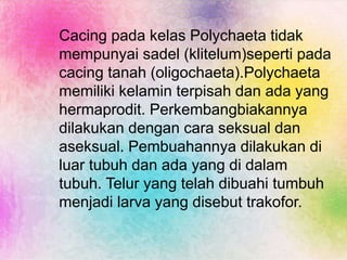 Cacing pada kelas Polychaeta tidak
mempunyai sadel (klitelum)seperti pada
cacing tanah (oligochaeta).Polychaeta
memiliki kelamin terpisah dan ada yang
hermaprodit. Perkembangbiakannya
dilakukan dengan cara seksual dan
aseksual. Pembuahannya dilakukan di
luar tubuh dan ada yang di dalam
tubuh. Telur yang telah dibuahi tumbuh
menjadi larva yang disebut trakofor.
 