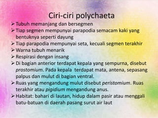 Ciri-ciri polychaeta
Tubuh memanjang dan bersegmen
Tiap segmen mempunyai parapodia semacam kaki yang
bentuknya seperti dayung
Tiap parapodia mempunyai seta, kecuali segmen terakhir
Warna tubuh menarik
Respirasi dengan insang
Di bagian anterior terdapat kepala yang sempurna, disebut
prostomium. Pada kepala terdapat mata, antena, sepasang
palpus dan mulut di bagian ventral.
Ruas yang mengandung mulut disebut peristomium. Ruas
terakhir atau pigidium mengandung anus.
Habitat: bahari di lautan, hidup dalam pasir atau menggali
batu-batuan di daerah pasang surut air laut
 
