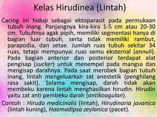 Kelas Hirudinea (Lintah)
Cacing ini hidup sebagai ektoparasit pada permukaan
tubuh inang. Panjangnya kira-kira 1-5 cm atau 20-30
cm. Tubuhnya agak pipih, memiliki segmentasi hanya di
bagian luar tubuh, serta tidak memiliki rambut,
parapodia, dan setae. Jumlah ruas tubuh sekitar 34
ruas, tetapi mempunyai ruas semu eksternal (annuli).
Pada bagian anterior dan posterior terdapat alat
pengisap (sucker) untuk menempel pada mangsa dan
mengisap darahnya. Pada saat merobek bagian tubuh
inang, lintah mengeluarkan zat anestetik (penghilang
rasa sakit). Selama mengisap, darah tidak akan
membeku karena lintah menghasilkan hirudin. Hirudin
yaitu zat anti pembeku darah (antikoagulan).
Contoh : Hirudo medicinalis (lintah), Hirudinaria javanica
(lintah kuning), Haemadipsa zeylanica (pacet).
 