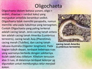 Oligochaeta
Oligochaeta (dalam bahasa yunani, oligo =
sedikit, chaetae = rambut kaku) yang
merupakan annelida berambut sedikit.
Oligochaeta tidak memiliki parapodia, namun
memiliki seta pada tubuhnya yang bersegmen.
Contoh Oligochaeta yang paling terkenal
adalah cacing tanah. Jenis cacing tanah antara
lain adalah cacing tanah Amerika (Lumbricus
terrestris), cacing tanah Asia (Pheretima),
cacing merah (Tubifex), dan cacing tanah
raksasa Australia (Digaster longmani). Pada
bagian tubuh depan, terdapat beberapa ruas
yang warnanya berbeda dengan sekitarnya.
Itulah sadel atau klitelum. Klitelum tersusun
atas 3 ruas, di dalamnya terdapat kelenjar yg
digunakan untuk membungkus telur menjadi
kokon.
cacing tanah Amerika
(Lumbricus terrestris)
 
