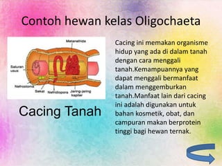 Contoh hewan kelas Oligochaeta
Cacing Tanah
Cacing ini memakan organisme
hidup yang ada di dalam tanah
dengan cara menggali
tanah.Kemampuannya yang
dapat menggali bermanfaat
dalam menggemburkan
tanah.Manfaat lain dari cacing
ini adalah digunakan untuk
bahan kosmetik, obat, dan
campuran makan berprotein
tinggi bagi hewan ternak.
 
