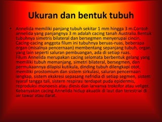 Ukuran dan bentuk tubuh
• Annelida memiliki panjang tubuh sekitar 1 mm hingga 3 m.Contoh
annelida yang panjangnya 3 m adalah cacing tanah Australia.Bentuk
tubuhnya simetris bilateral dan bersegmen menyerupai cincin.
Cacing-cacing anggota filum ini tubuhnya beruas-ruas, beberapa
organ (misalnya pencernaan) membentang sepanjang tubuh, organ
yang lain seperti saluran pembuangan, ada di setiap ruas.
Filum Annelida merupakan cacing selomata berbentuk gelang yang
memiliki tubuh memanjang, simetri bilateral, bersegmen, dan
permukaannya dilapisi kutikula, dinding tubuh dilengkapi otot,
memiliki prostomium dan sistem sirkulasi, saluran pencernaan
lengkap, sistem ekskresi sepasang nefridia di setiap segmen, sistem
syaraf tangga tali, sistern respirasi terdapat puda epidermis,
reproduksi monoesis atau diesis dan larvanya trokofor atau veliger.
Kebanyakan cacing Annelida hidup akuatik di laut dan terestrial di
air tawar atau darat.
 