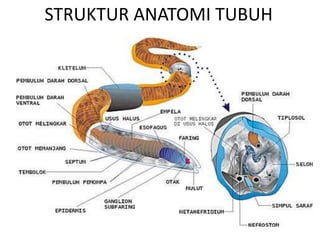 STRUKTUR ANATOMI TUBUH
 