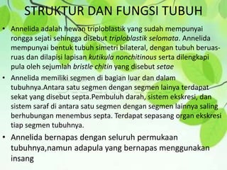 STRUKTUR DAN FUNGSI TUBUH
• Annelida adalah hewan triploblastik yang sudah mempunyai
rongga sejati sehingga disebut triploblastik selomata. Annelida
mempunyai bentuk tubuh simetri bilateral, dengan tubuh beruas-
ruas dan dilapisi lapisan kutikula nonchitinous serta dilengkapi
pula oleh sejumlah bristle chitin yang disebut setae
• Annelida memiliki segmen di bagian luar dan dalam
tubuhnya.Antara satu segmen dengan segmen lainya terdapat
sekat yang disebut septa.Pembuluh darah, sistem ekskresi, dan
sistem saraf di antara satu segmen dengan segmen lainnya saling
berhubungan menembus septa. Terdapat sepasang organ ekskresi
tiap segmen tubuhnya.
• Annelida bernapas dengan seluruh permukaan
tubuhnya,namun adapula yang bernapas menggunakan
insang
 