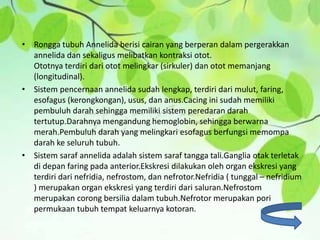 • Rongga tubuh Annelida berisi cairan yang berperan dalam pergerakkan
annelida dan sekaligus melibatkan kontraksi otot.
Ototnya terdiri dari otot melingkar (sirkuler) dan otot memanjang
(longitudinal).
• Sistem pencernaan annelida sudah lengkap, terdiri dari mulut, faring,
esofagus (kerongkongan), usus, dan anus.Cacing ini sudah memiliki
pembuluh darah sehingga memiliki sistem peredaran darah
tertutup.Darahnya mengandung hemoglobin, sehingga berwarna
merah.Pembuluh darah yang melingkari esofagus berfungsi memompa
darah ke seluruh tubuh.
• Sistem saraf annelida adalah sistem saraf tangga tali.Ganglia otak terletak
di depan faring pada anterior.Ekskresi dilakukan oleh organ ekskresi yang
terdiri dari nefridia, nefrostom, dan nefrotor.Nefridia ( tunggal – nefridium
) merupakan organ ekskresi yang terdiri dari saluran.Nefrostom
merupakan corong bersilia dalam tubuh.Nefrotor merupakan pori
permukaan tubuh tempat keluarnya kotoran.
 