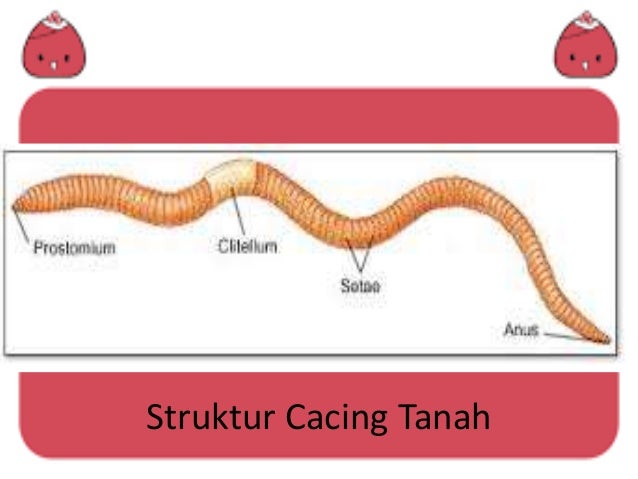 anatomi cacing tanah - class annelida smk duta pratama indonesia 21 638