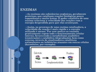 ENZIMAS
→As enzimas são substâncias orgânicas, geralmente
proteínas, que catalisam reações biológicas pouco
espontâneas e muito lentas. O poder catalítico de uma
enzima relaciona a velocidade das reações com a
energia despendida para que elas aconteçam.
→Assim, na presença de uma enzima catalisadora, a
velocidade da reação é mais rápida e a energia
utilizada é menor. Por esse motivo as enzimas
praticamente regem todo o funcionamento celular
interno, favorecendo o metabolismo anabólico
(construção) e catabólico (degradação), bem como
externo, através de sinalizadores catalíticos
estimulantes ou inibitórios atuantes em outras células
(hormônios, por exemplo).

 