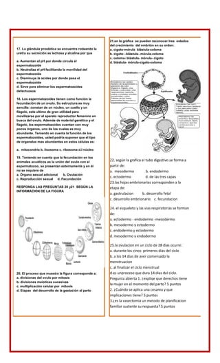 17. La glándula prostática se encuentra rodeando la
uretra su secreción es lechosa y alcalina por que
a. Aumentan el pH por donde circula el
espermatozoide
b. Neutraliza el pH facilitando la movilidad del
espermatozoide
c. Disminuye la acides por donde pasa el
espermatozoide
d. Sirve para eliminar los espermatozoides
defectuosos
18. Los espermatozoides tienen como función la
fecundación de un ovulo. Su estructura es muy
sencilla: constan de un núcleo, un cuello y un
flagelo, este ultimo de gran utilidad para
movilizarse por el aparato reproductor femenino en
busca del ovulo. Además de material genético y el
flagelo, los espermatozoides cuentan con muy
pocos órganos, uno de los cuales es muy
abundante. Teniendo en cuenta la función de los
espermatozoides, usted podría suponer que el tipo
de organelas mas abundantes en estos células es:
a. mitocondria b. lisosoma c. ribosoma d.l núcleo
19. Teniendo en cuenta que la fecundación en los
animales acuáticos es la unión del ovulo con el
espermatozoo, se presentan externamente y en él
no se requiere de
a. Órgano sexual adicional b. Ovulación
c. Reproducción sexual d. Fecundación
RESPONDA LAS PREGUNTAS 20 y21 SEGÚN LA
INFORMACION DE LA FIGURA
20. El proceso que muestra la figura corresponde a:
a. divisiones del ovulo por mitosis
b. divisiones meioticas sucesivas
c. multiplicación celular por mitosis
d. Etapas del desarrollo de la gestación al parto
21.en la gráfica se pueden reconocer tres estados
del crecimiento del embrión en su orden:
a. cigoto-mórula blástula-celoma
b. cigoto –blástula- mórula-celoma
c. celoma- blástula- mórula- cigoto
d. blástula- mórula-cigoto-celoma
22. según la grafica el tubo digestivo se forma a
partir de:
a. mesodermo b. endodermo
c. ectodermo d. de las tres capas
23.las hojas embrionarias corresponden a la
etapa de:
a. gastrulacion b. desarrollo fetal
c. desarrollo embrionario c. fecundacion
24. el esqueleto y las vias respiratorias se forman
de:
a. ectodermo - endodermo -mesodermo
b. mesodermo y ectodermo
c. endodermo y ectodermo
d. mesodermo y endodermo
25.la ovulacion en un ciclo de 28 dias ocurre:
a. durante los cinco primeros dias del ciclo
b. a los 14 dias de aver comensado la
menstruacion
c. al finalizar el ciclo menstrual
d.es unproceso que dura 14 dias del ciclo.
Pregunta abierta 1. ¿expliqe que derechos tiene
la mujer en el momento del parto? 5 puntos
2. ¿Cuándo se aplica una cesarea y que
implicaciones tiene? 5 puntos
3.¿es la vasectomia un metodo de planificacion
familiar sustente su respuesta? 5 puntos
 