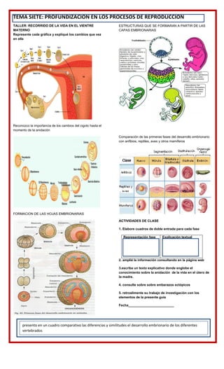 TEMA SIETE: PROFUNDIZACION EN LOS PROCESOS DE REPRODUCCION
TALLER: RECORRIDO DE LA VIDA EN EL VIENTRE
MATERNO
Represente cada gráfica y expliqué los cambios que vez
en ella
Reconozco la importancia de los cambios del cigoto hasta el
momento de la anidación
FORMACION DE LAS HOJAS EMBRIONARIAS
ESTRUCTURAS QUE SE FORMARAN A PARTIR DE LAS
CAPAS EMBRIONARIAS
Comparación de las primeras fases del desarrollo embrionario
con anfibios, reptiles, aves y otros mamíferos
ACTIVIDADES DE CLASE
1. Elabore cuadros de doble entrada para cada fase
Representación fase Explicación textual
2. amplié la información consultando en la página web
3.escriba un texto explicativo donde englobe el
conocimiento sobre la anidación de la vida en el útero de
la madre.
4. consulte sobre sobre embarazos ectópicos
5. retroalimente su trabajo de investigación con los
elementos de la presente guía
Fecha_________________________
presento en un cuadro comparativo las diferencias y similitudes el desarrollo embrionario de los diferentes
vertebrados
 